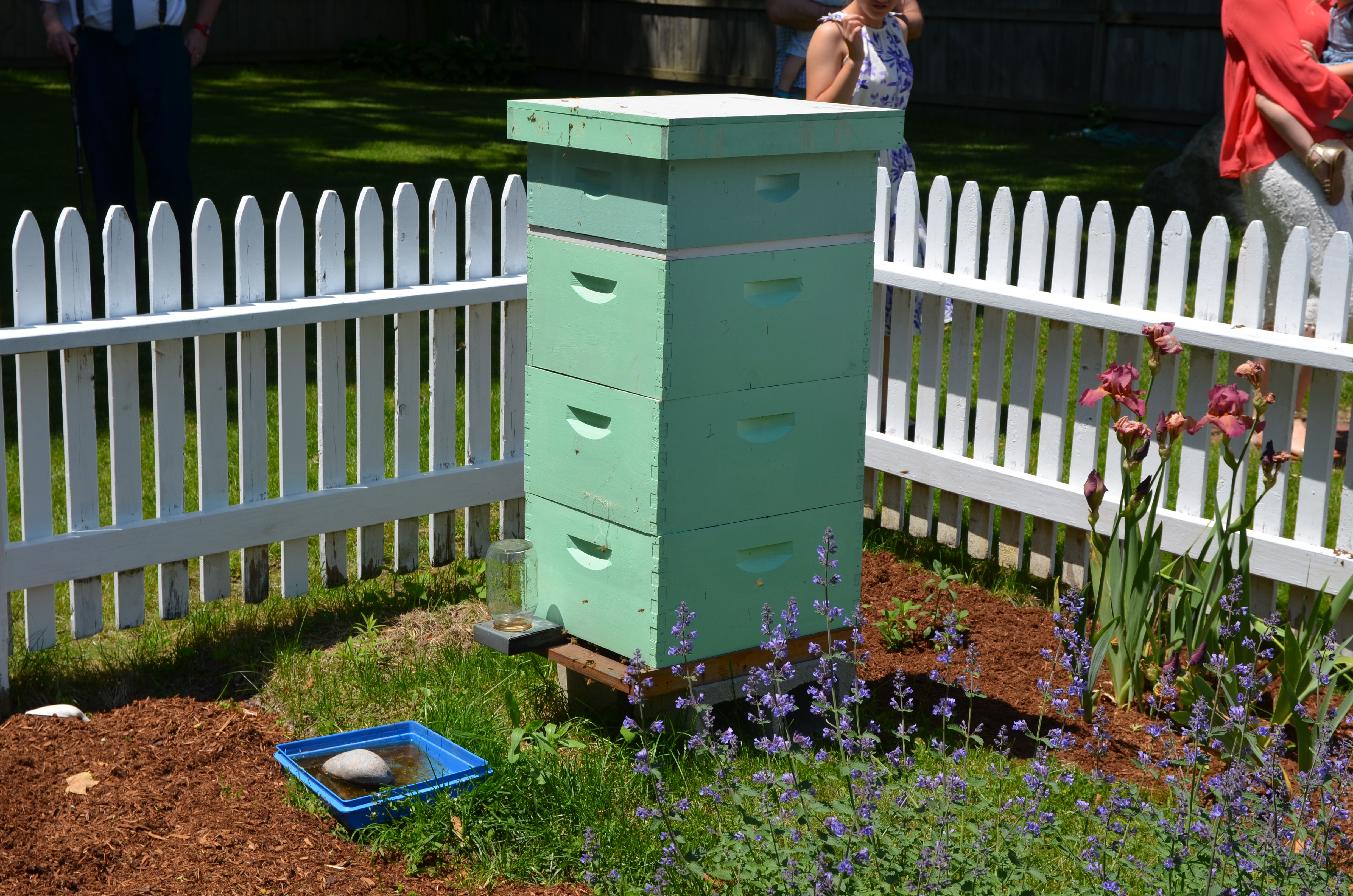 Beehive apiary