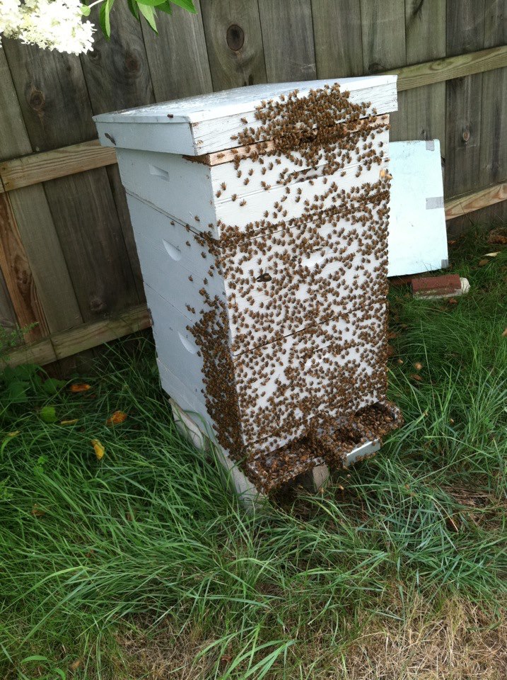 Bees crawling on exterior of bee hive