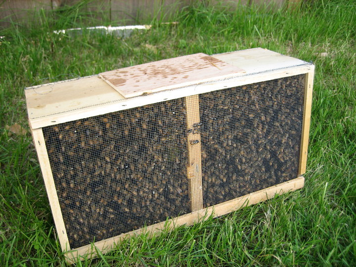 Bees in the hive