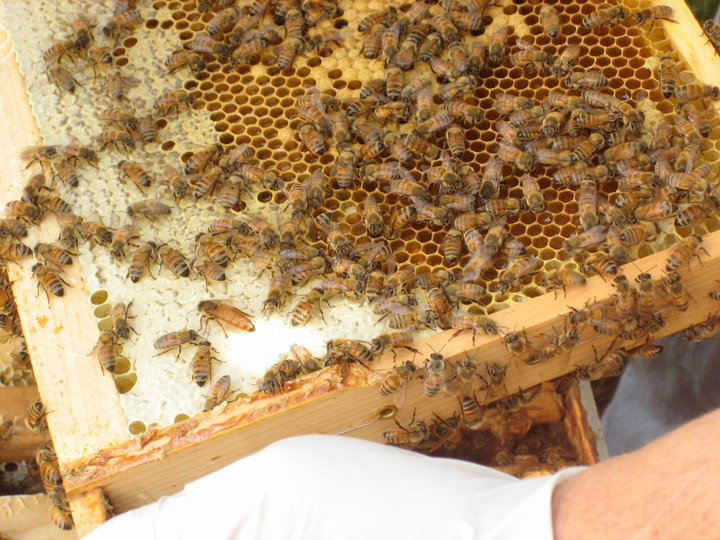 Bees on beeswax in the hive #2