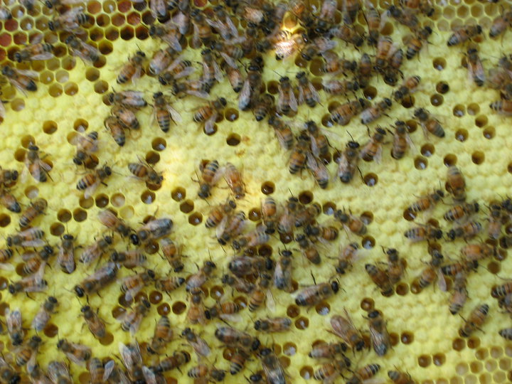 Bees on beeswax in the hive