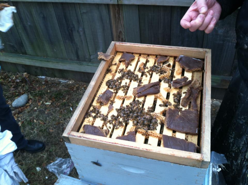 Beeswax on the hive