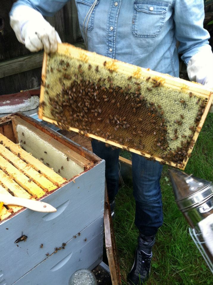 Holding honey comb with bees on it