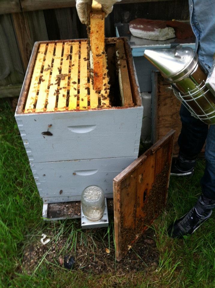 Smoking bees #2