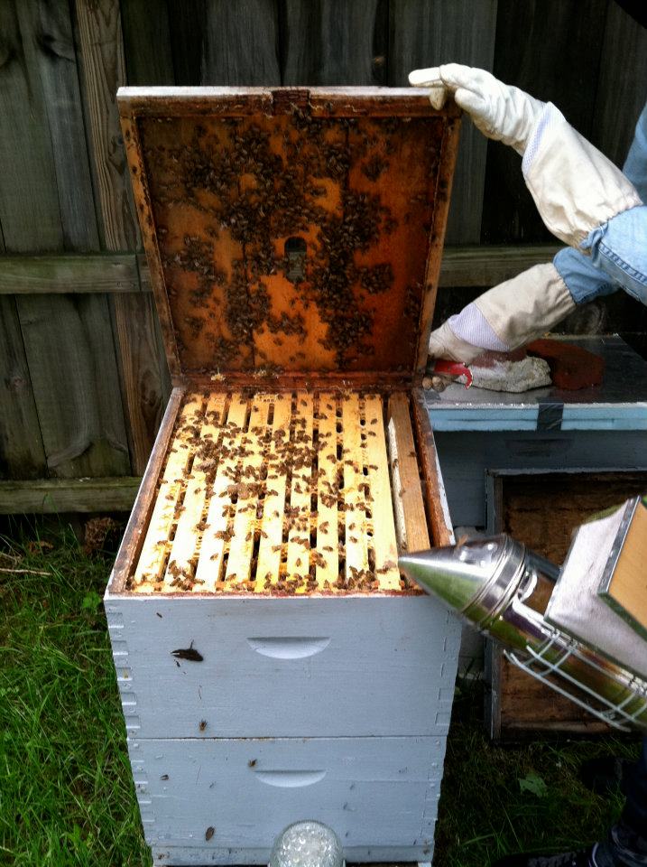 Sedating bees with smoke